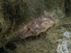 Geitodoris planata
