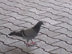 Columba livia