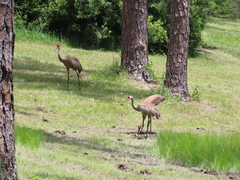 Antigone canadensis pulla