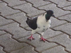 Columba livia