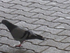 Columba livia
