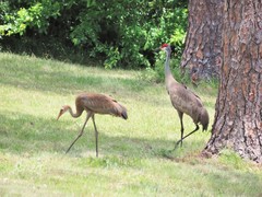 Antigone canadensis pulla