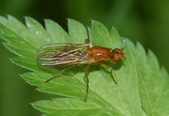 Psila merdaria
