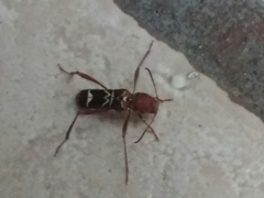 Neoclytus tenuiscriptus