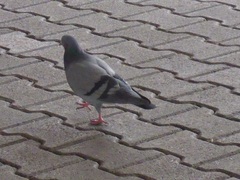 Columba livia