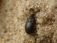 Melanimon tibiale