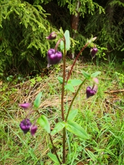 Aquilegia atrata