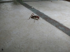 Neoclytus tenuiscriptus