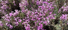 Limoniastrum monopetalum
