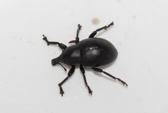 Liparus tenebrioides