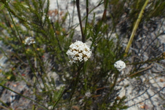 Stoebe capitata