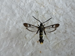 Synanthedon andrenaeformis