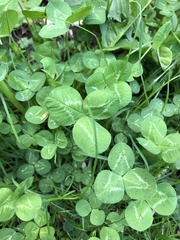 Trifolium repens
