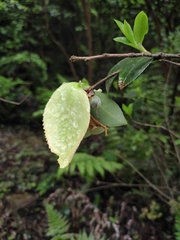 Camellia oleifera