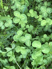 Trifolium repens