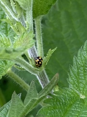 Propylea quatuordecimpunctata