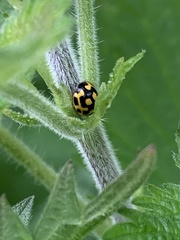 Propylea quatuordecimpunctata