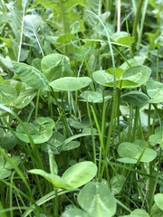 Trifolium repens