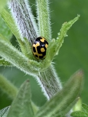 Propylea quatuordecimpunctata