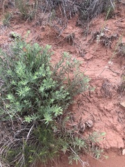 Oenothera cinerea cinerea