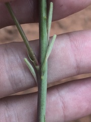Oenothera cinerea cinerea