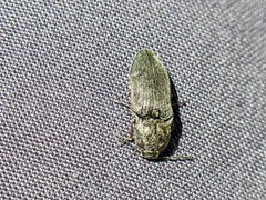 Hadromorphus inflatus