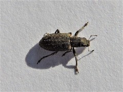 Sitona californius