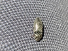 Hadromorphus inflatus