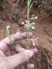 Oenothera cinerea cinerea