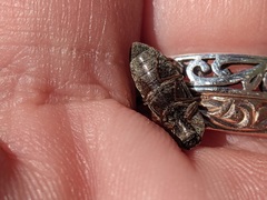 Hadromorphus inflatus