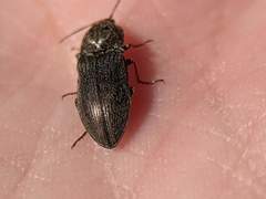 Hadromorphus inflatus