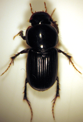 Acrossidius tasmaniae