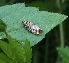 Phaecasiophora niveiguttana