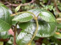 Elytropus chilensis