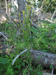 Barbarea stricta