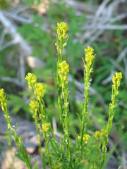 Barbarea stricta