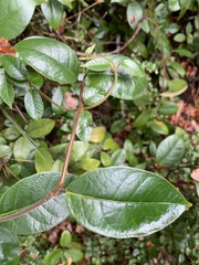 Elytropus chilensis