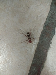 Neoclytus tenuiscriptus