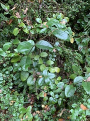 Elytropus chilensis