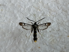 Synanthedon andrenaeformis