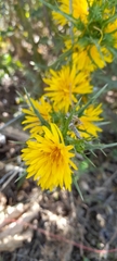 Scolymus