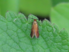 Cauchas rufimitrella