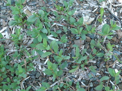 Polygonum fowleri