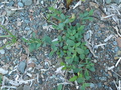 Polygonum fowleri