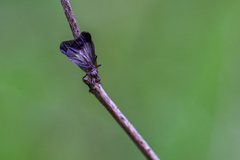 Rhamphomyia marginata