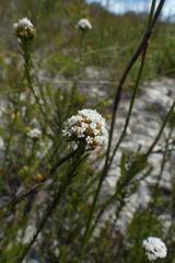 Stoebe capitata