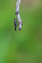 Rhamphomyia marginata