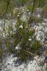 Stoebe capitata