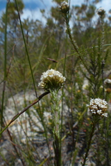 Stoebe capitata