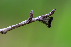 Rhamphomyia marginata